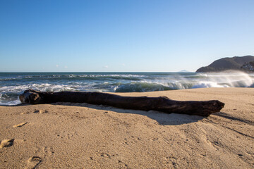 Legno spiaggiato a Marina di Campo, isola d'Elba. Italia