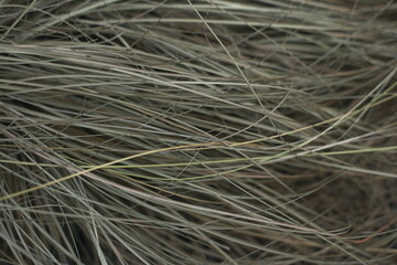 dry grass in autumn on the meadow background