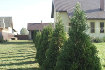 thuja trees grow in a row in the yard