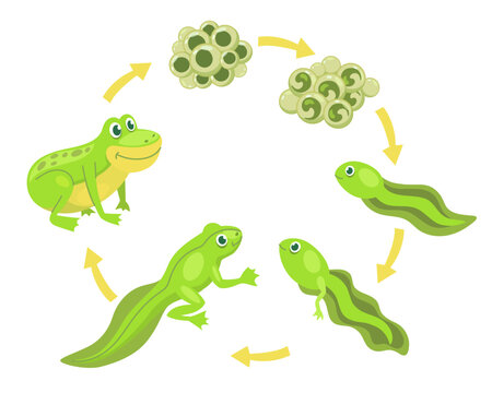 Funny frog cartoon character life cycle vector illustrations set. Transformation from eggs and tadpoles into cute toad, evolution isolated on white background. Animals, nature, education concept