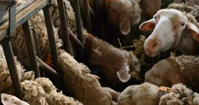 Sheeps on a Flock Farm