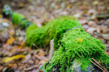 old log covered with moss