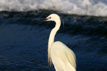 White heron on the shores of the Mediterranean Sea catches small fish.