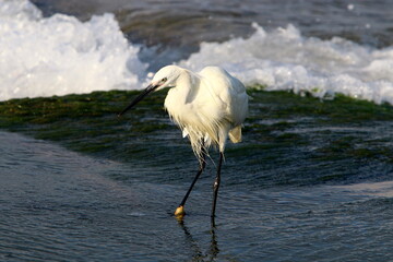 White heron on the shores of the Mediterranean Sea catches small fish.
