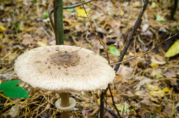 Autumn mushrooms growing in the forest