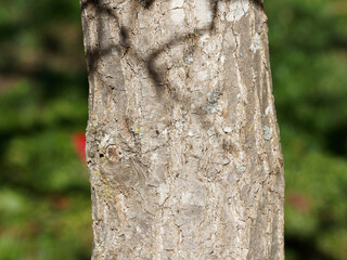 (Nyssa Sylvatica) Close-up on straight trunk with flaky, scaly and furrowed gray bark of Black...