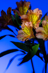 Orange lilies on a blue background