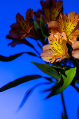 Orange lilies on a blue background