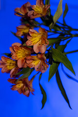 Orange lilies on a blue background