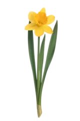 Foto op Plexiglas Yellow daffodils flower isolated on a transparent background in close-up © WDnet Studio