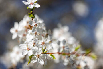 Cherry blossoms, in front of a clear blue sky, in early spring. The selective shallow focus of cherry blossoms in the spring season