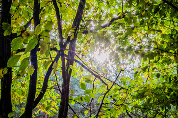 sun breaking through the leaves