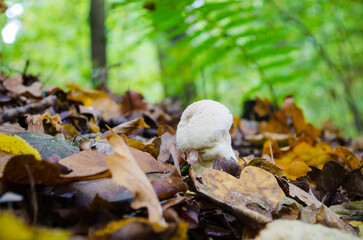 Autumn mushrooms growing in the forest