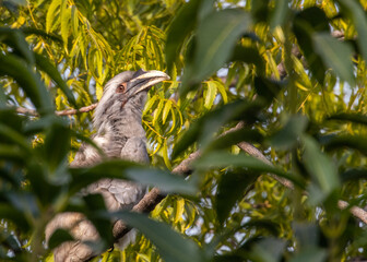 A Grey Hornbill resting on a tree