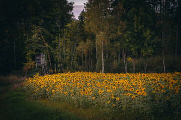 Sonnenblumen Feld im Herbst bei Sonnenuntergang mit blauen Himmel.