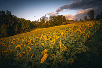 Obraz premium Sonnenblumen Feld im Herbst bei Sonnenuntergang mit blauen Himmel.