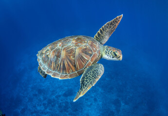 Green sea turtle
