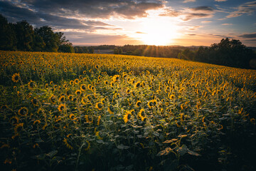 Obraz premium Sonnenblumen Feld im Herbst bei Sonnenuntergang mit blauen Himmel.