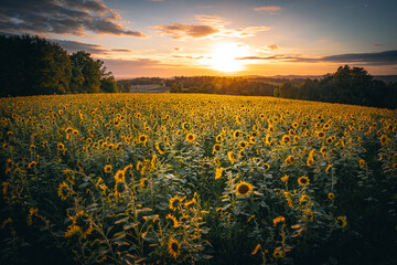 Obraz premium Sonnenblumen Feld im Herbst bei Sonnenuntergang mit blauen Himmel.