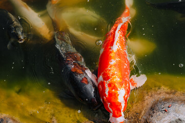 Obraz na płótnie Canvas Beautiful large colored fish carp koi swim in the lake, pond. Close-up photo of an animal.