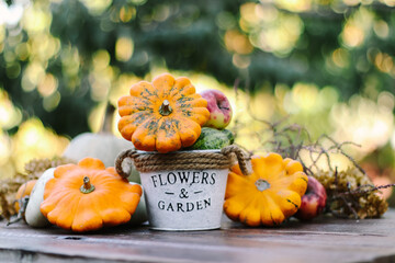 orange squash and pumpkins on a wooden table in the autumn garden close-up selective focus