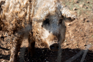 Fototapeta premium The Mangalica or Mangulica Pig. This Hungarian Breed of Domestic Pig is for its thick, curly Hair also called the Sheep Pig.
