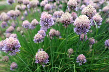 View of chive flowers in park