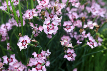 View of Dianthus chinensis in park