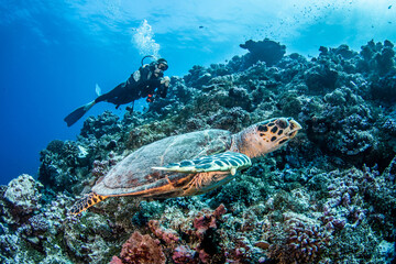 Naklejka na ściany i meble Hawksbill sea turtle with diver