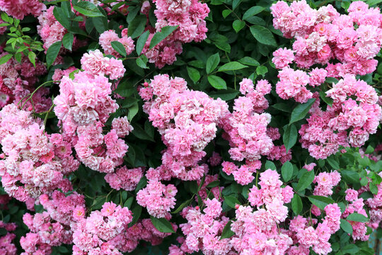 Blumenranke Bilder – Durchsuchen 18,550 Archivfotos, Vektorgrafiken und