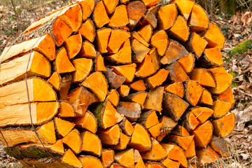 Frisches Brennholz vom Wald