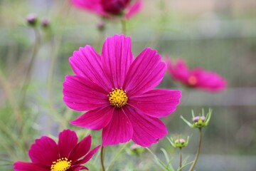 Obraz premium Cosmos