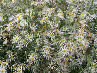 (Boltonia asteroides)  Pretty white daisy-like flowers or White doll's daisy with yellow centers on...