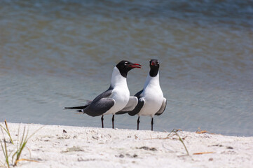 Bird Talk between two Florida Seagulls