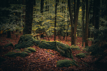 Wald mit Bäumen und grünem Waldboden im Herbst