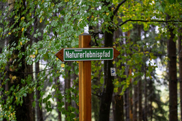 Wald mit Bäumen und grünem Waldboden im Herbst