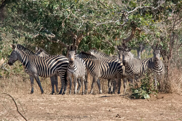 Zebras in the wild, Zambia