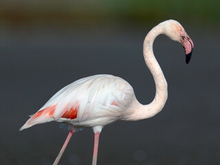 Flamingo at Estuário do Tejo, Portugal