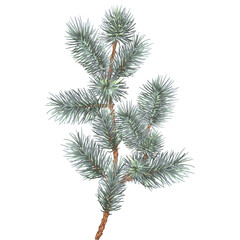 Festive branch of spruce, fir, pine, evergreen tree, as an element of decor for the New Year and Christmas on a white background