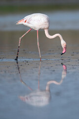 Fototapeta na wymiar Flamingo at Estuário do Tejo, Portugal
