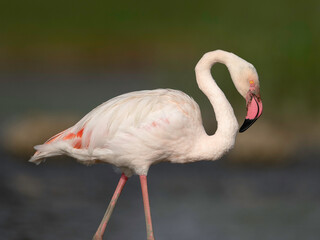 Flamingo at Estuário do Tejo, Portugal