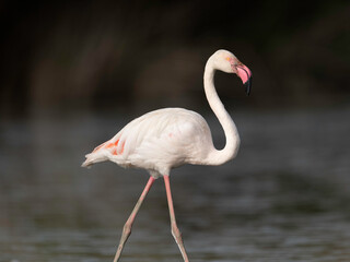 Flamingo at Estuário do Tejo, Portugal