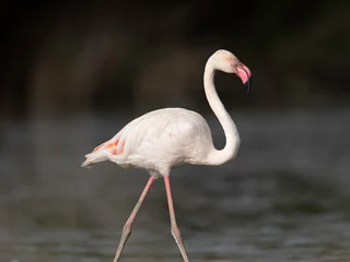 Fotobehang Flamingo bij de monding van de Taag, Portugal © Rita Neves