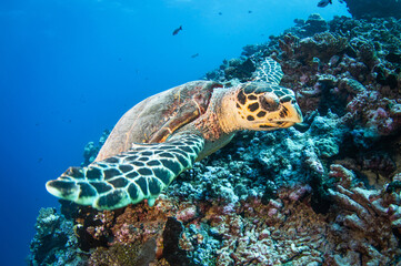 Obraz na płótnie Canvas Hawksbill sea turtle on the reef