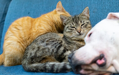 Naklejka na ściany i meble Two cats and a dog on the sofa. Dog and cats sleeping together.