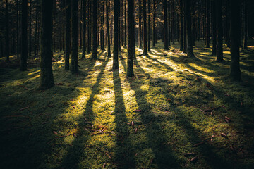 Wald mit B&auml;umen, Nebel und Sonnenstrahlen am Morgen im Herbst
