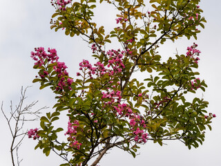 Lagerstroemia indica | Crape Myrtle or crepeflower in pink inflorescence 