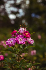 Beautiful fragrant pink climbing roses in the garden. Shallow depth of field. Low key, dark tones and shades.