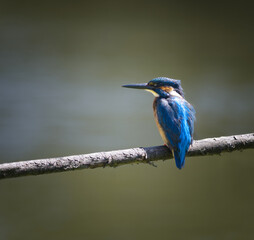 Male kingfisher sitting on a perch today