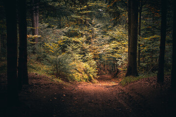 Obraz premium Wald mit Bäumen und grünem Waldboden im Herbst